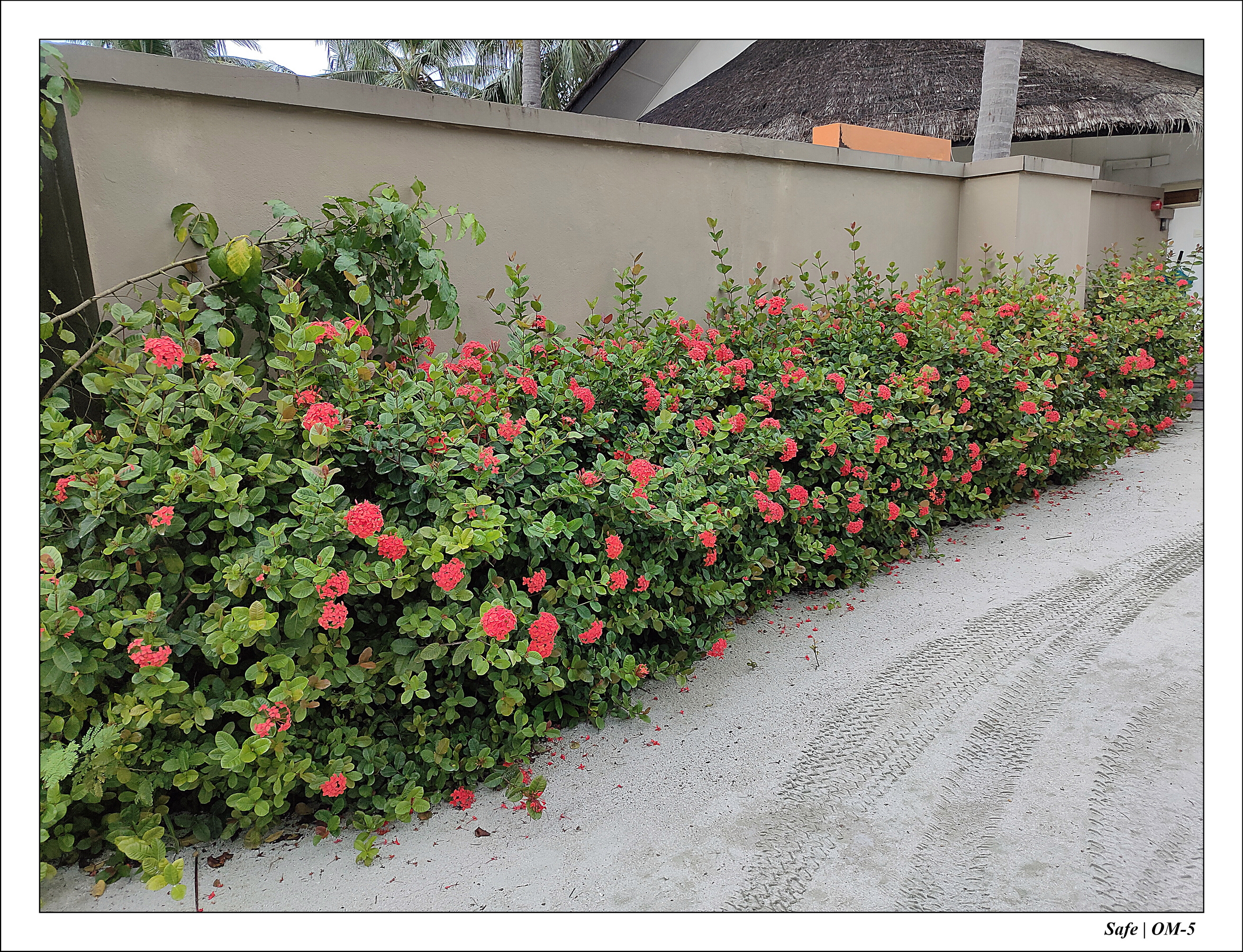 2024 - 08 -Angsana Velavaru - 06